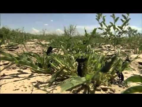 Kalahari-1: The Great Thirstland (Nova Nature Documentary)