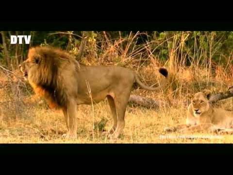 National Geographic Wild Botswana Lion Brotherhood 720p