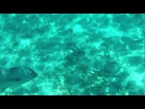 Tony and Angie's Shark Dive - Belize (Shark/Ray Alley).MOV