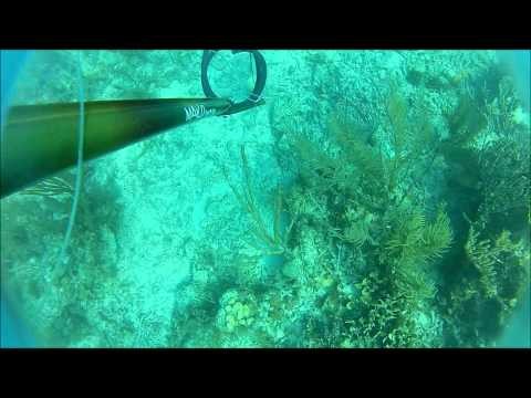 Father and Son Spearfishing Trip Off English Caye Belize C.A.