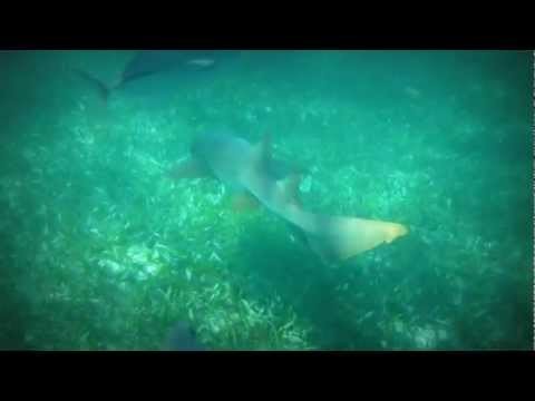 Swimming with sharks - Belize