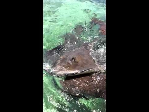 Feeding the sharks and sting rays at Caye Caulker reef