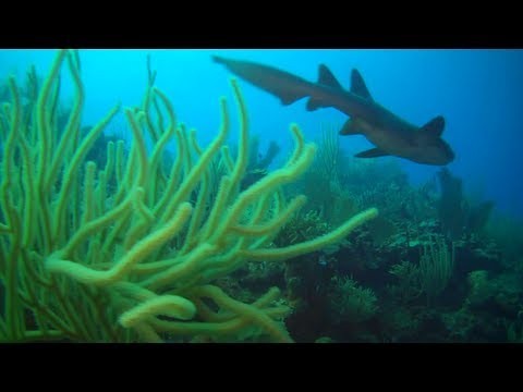 Scuba Diving Belize