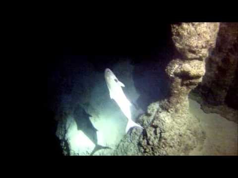 Diving Belize