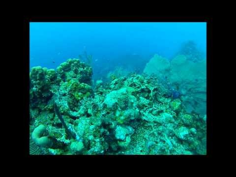 The Aquarium -- Lighthouse Reef (HD) Belize