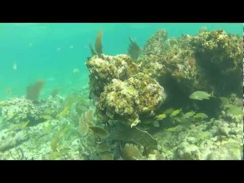 Snorkeling in Amergris Caye