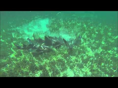 Swimming with Sharks in Belize