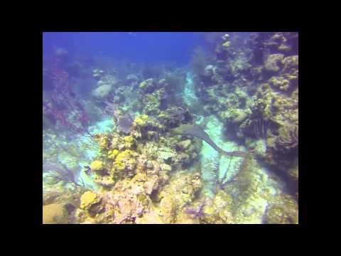 Swim with Moray Eel - Belize CA - Painted Wall Reef - Lighthouse Atoll