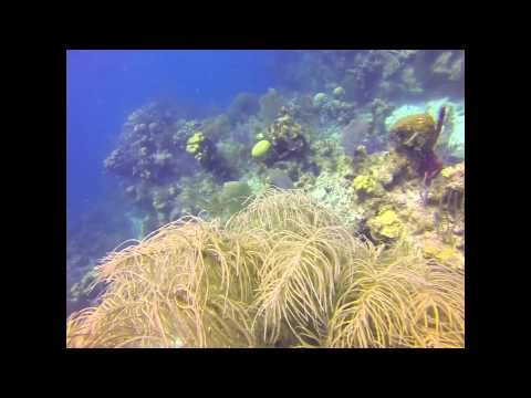 Belize - Painted Wall - Moray Eel Swim Along