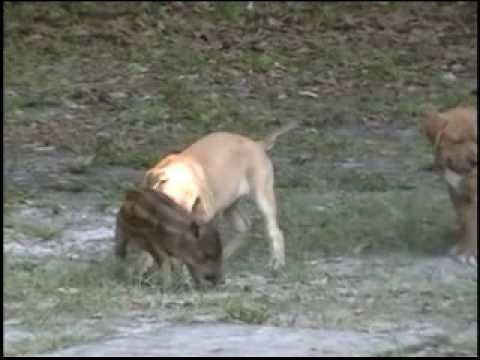 Wild Boar Hog Dogs Battle At 2 Months Old