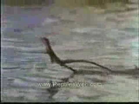 Jesus Lizard Walk on Water