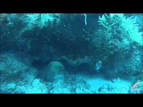 Belize Marine Conservation: Experience life underwater