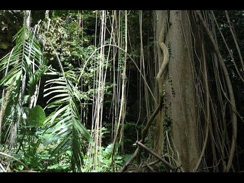 Tropical Nature Sounds | Jaguar Creek Belize
