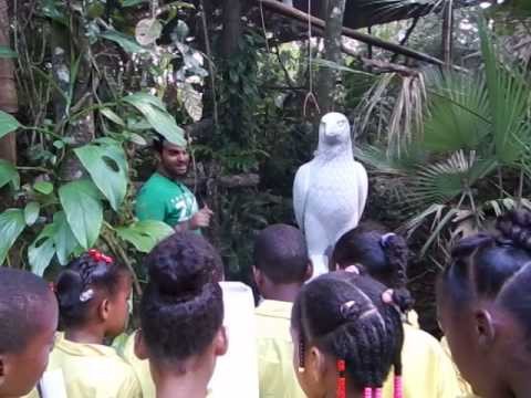 Panama The Harpy Eagle's Birthday at the Belize Zoo