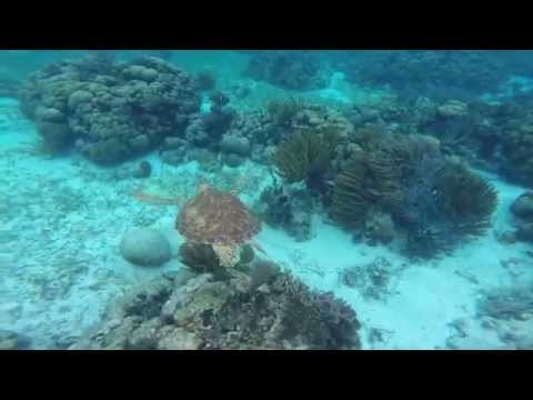 Sea Turtle in Belize