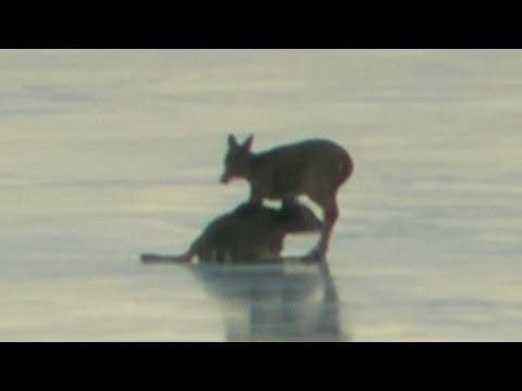 Dramatic helicopter deer rescue caught on camera in Canada