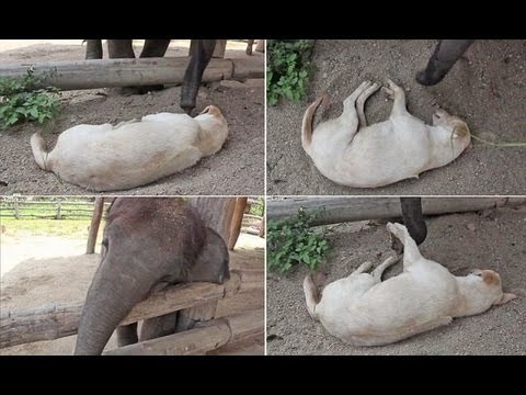 ADORABLE VIDEO: Bored Baby Elephant trying very hard to wake up a Sleeping 