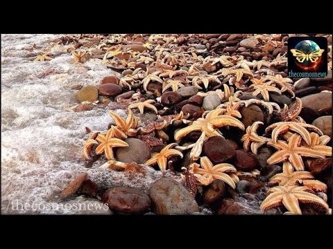 MILLIONS of starfish wash up dead on west coast and Canada beaches