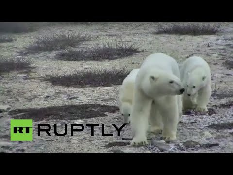 Polar bears ruin Halloween trick-or-treat plans in Canada