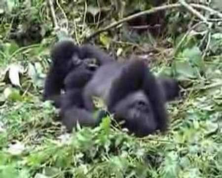 Mountain Gorillas in Virunga NP in Congo