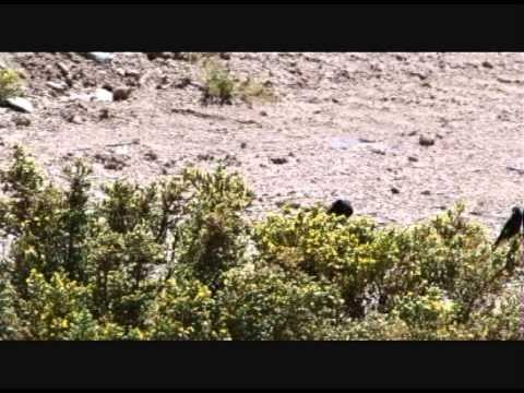 Jilguero negro (Carduelis atrata)