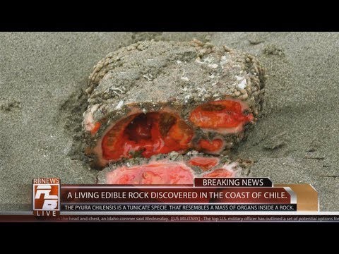 Living rock discovered in Chile || Breaking News