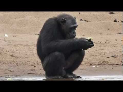 Chimpanzees Pongo Songo