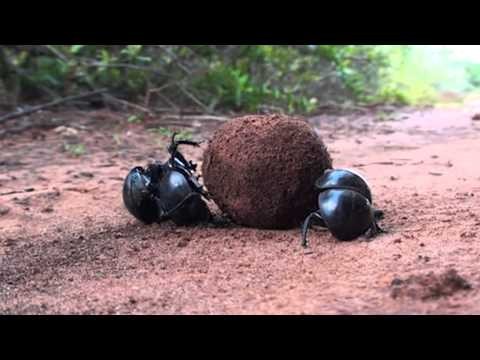 True Facts About The Dung Beetle