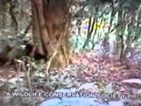 Cross River Gorillas: Footage of Rare Apes Captured in Cameroon