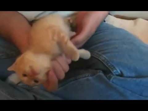Kitten 'Paralysed' with joy during belly rub