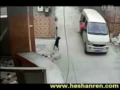 Dog snatcher in China makes off with pet in three seconds flat