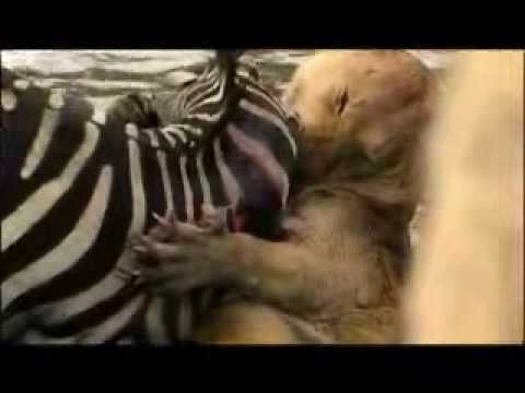 Young Zebra vs African Lioness. Young Zebra is Victorious on http://secrets