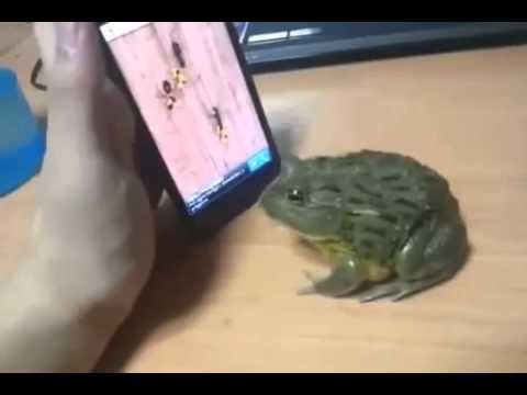 rana jugando con celular (muy bueno)