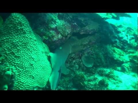 Scuba Diving with Sharks - Santa Lucia (Cuba)
