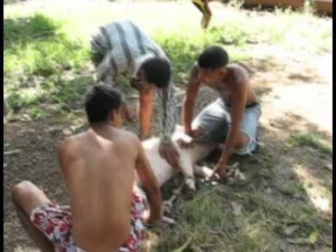 Cuba: Las Tunas Pig Roast (Fin de AÃ±o Con Puerco)
