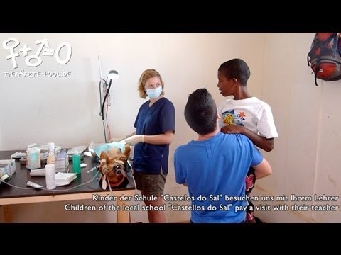 Neutering Project Sal/Capeverde March 2013 (english)
