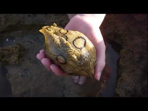 Sea Slugs in rockpools - NWF Ocean Life