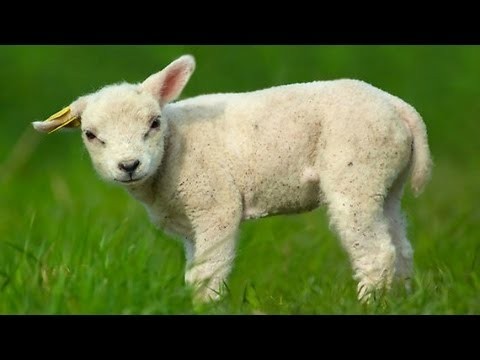 Lamb could be executed live online in German art project
