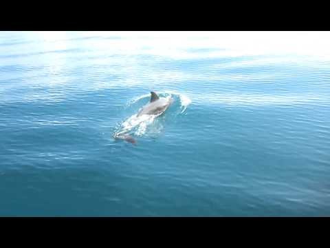 Dolphins in Djibouti III