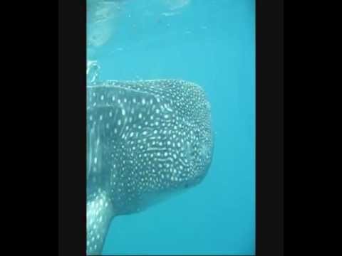 Scuba Diving with the Worlds Largest Fish