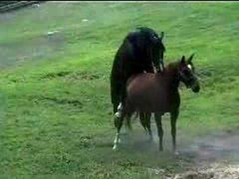 Horses Mating in the Wild