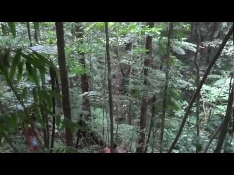 WaituKubuli Trail in Dominica