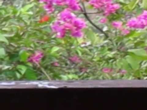 Sugarbirds at Indigo in Dominica