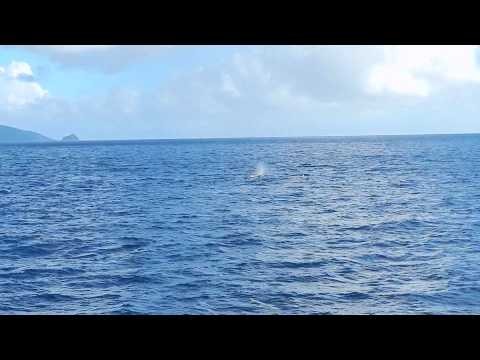 Whale Watching on Dominica