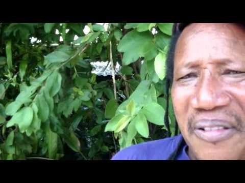Moses the Teacher - Dominica
