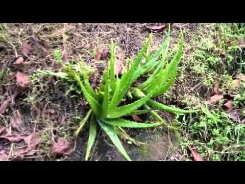 Dominica animals & plants