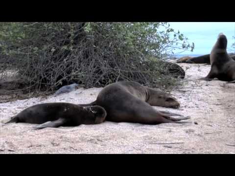 The Galapagos Animals in Ecuador. Come see it yourself.