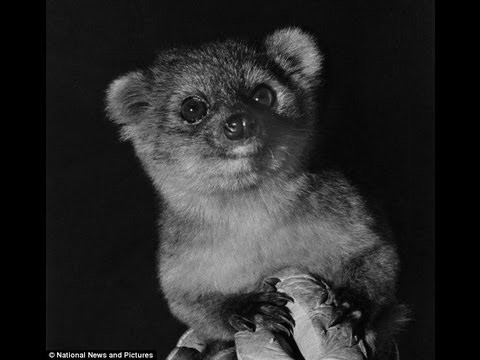 OLINGUITO THE FIRST NEW CARNIVORE TO BE DISCOVERED IN THE WEST FOR 35 YEARS