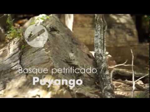 Bosque Petrificado Puyango
