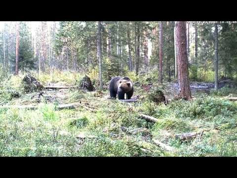 Large brown bear arrives at the feeding ground. Alutaguse